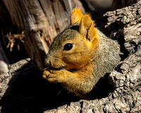 Tree Squirrels