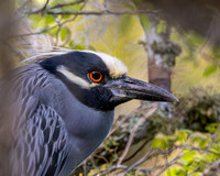 Herons