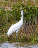 Whooping Cranes