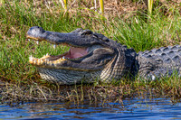 Alligators