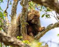 Porcupines