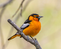Small Birds