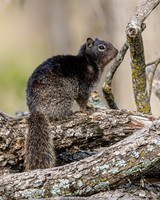 Rock Squirrels