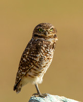 Owls
