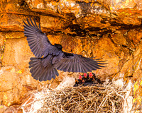 Ravens