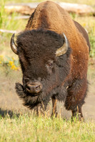 Bison