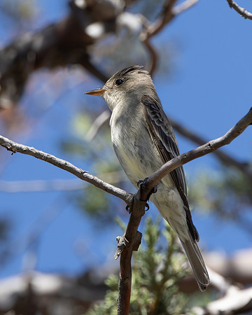 Western Wood-Pewee Sb152