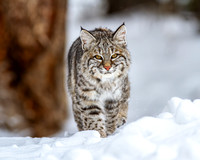 Bobcats