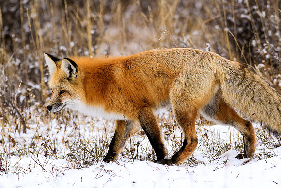 Fox Fox013