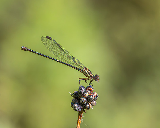 Violet Dancer Female