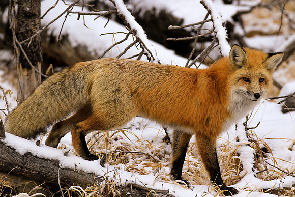 Fox Fox011