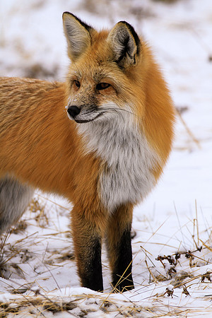 Fox Fox012
