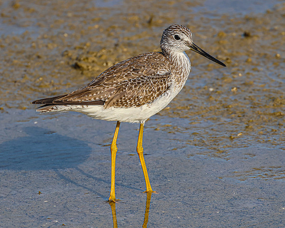 Greater Yellowlegs