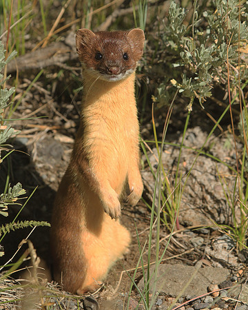 Long-Tailed Weasel Wea003