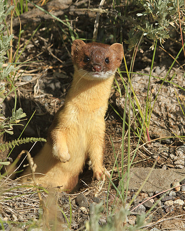 Long-Tailed Weasel Wea001