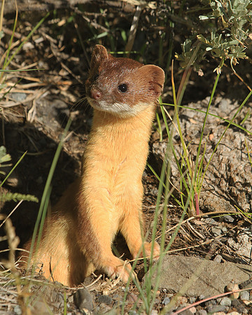 Long-Tailed Weasel Wea002