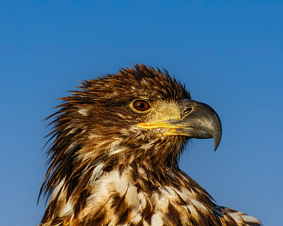 Juvenile Bald Eagle Eg011
